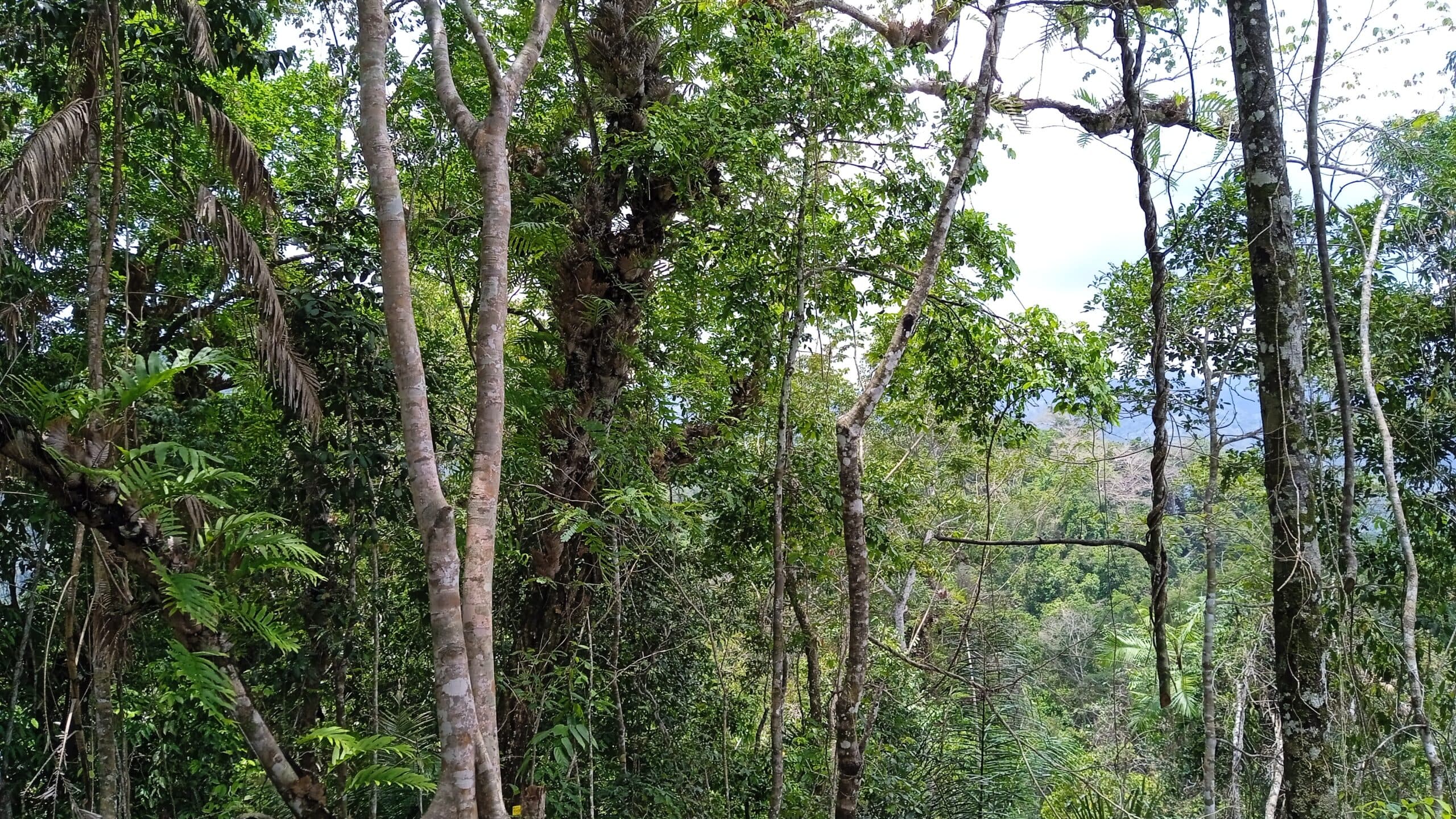 Kawasan hutan yang dipetakan melalui penginderaan jauh